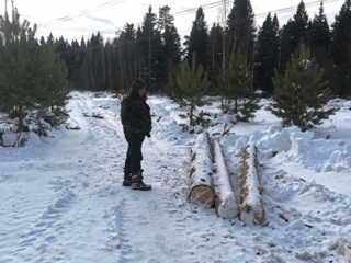 Житель Тверской области ответит за желание запастись дровами