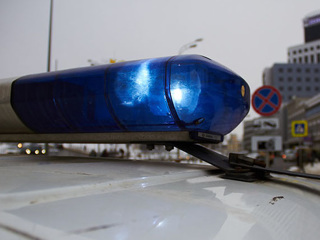 Пермские полицейские проводят проверку после убийства енота