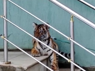 Обычный день: в Саратове тигр отдохнул на крыльце клиники