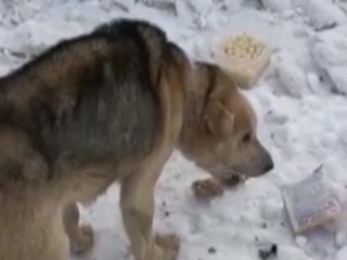 В Башкирии пса, выброшенного в мешке на помойку, взяли в приют