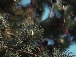 Кедр из Ханты-Мансийска поборется за звание главного дерева России