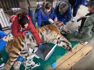 В Челябинске амурская тигрица Лаффи проходит обследование
