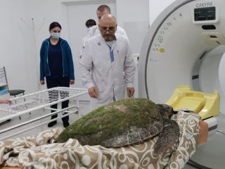 В Анапе пострадавшей средиземноморской черепахе сделали КТ