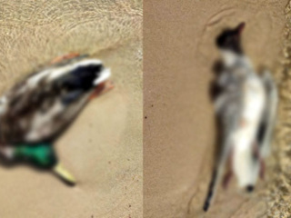 Трупы птиц обнаружили на берегу Воронежского водохранилища