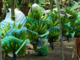 Импортозамещение не панацея: бананы на Онеге не нужны