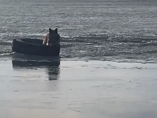 Собака, застрявшая на льдине посередине Иртыша, стала охранником
