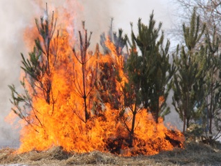 Из-за лесного пожара под Омском сгорел детский оздоровительный лагерь