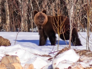 В Вологодской области медведь вышел к людям