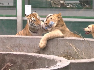 Лев, две тигрицы и лабрадор стали друзьями в Иркутской зоогалерее