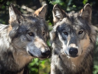 Под Севастополем увеличилась численность волков и лис