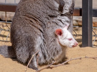 В донском парке о рождении кенгуру-альбиноса узнали спустя 4 месяца