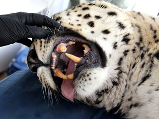 В Сочи 9-летнему леопарду провели стоматологическую операцию