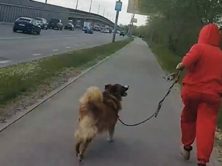 Жительница Воронежа с собакой покусала прохожую