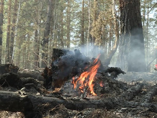 В Курганской области ведется круглосуточная борьба с лесными пожарами