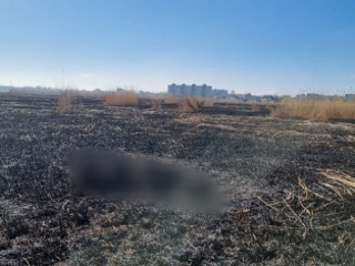 В поле с выгоревшей травой в Калининграде обнаружен труп