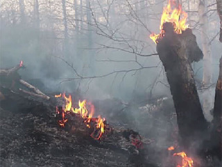 В Тюменской области сохраняется средний уровень пожароопасности