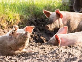Очаг африканской чумы свиней выявили в Омске
