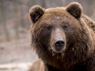 В центре одного из городов Приморья полицейские застрелили огромного медведя