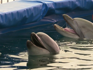 После ЧП с выброшенными дельфинами в Крыму возбуждено уголовное дело