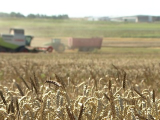 Рекордный урожай: санкции стали стимулом для развития российского АПК