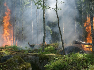 112 очагов лесных пожаров действуют на территории РФ
