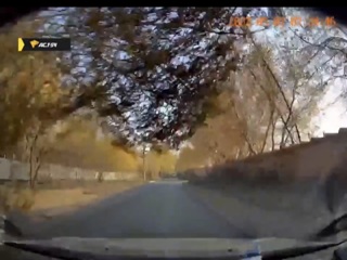 В Новосибирске дерево упало на проезжающую по дороге машину