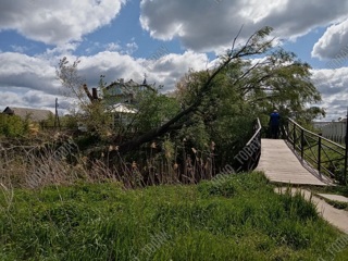 Под Волгоградом огромное дерево завалило пешеходный мост