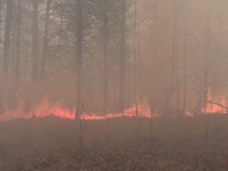 В Амурских лесах ожидается повышенная пожароопасность