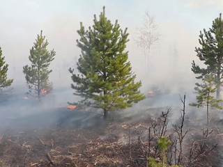 Площадь лесных пожаров в России за сутки стала больше на 4 тыс. гектаров