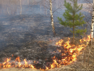 В Хабаровском крае горят леса на площади более 2 тысяч га