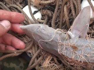 Житель Дагестана наловил краснокнижной рыбы на 31 миллион рублей