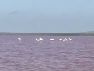 На розовом озере в Крыму заметили фламинго