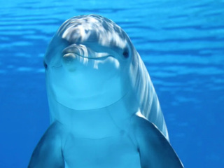 В Крыму неизвестная инфекция толкает дельфинов к суициду