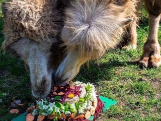 В Красноярске верблюд Женька получил веганский торт на день рождения