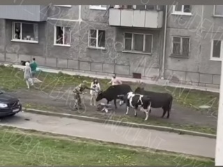 Повалили на землю и били копытом: коровы напали на женщину в Кузбассе