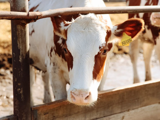Жителей Орловской области могли напоить молоком больных коров