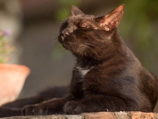 Усатый Рэмбо: крутой кот сразился с ядовитой гадюкой в Шахтах