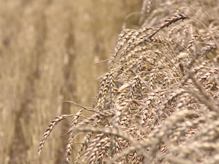 Подлые штучки: что украинские военные делают с пшеничными полями