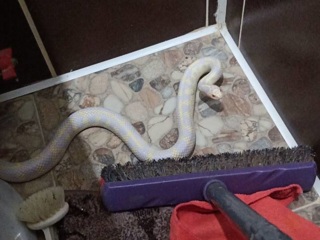 Жительница Новокузнецка нашла белую змею в туалете своей квартиры