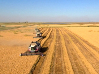 Россия к 4 августа собрала 56,5 млн тонн зерна