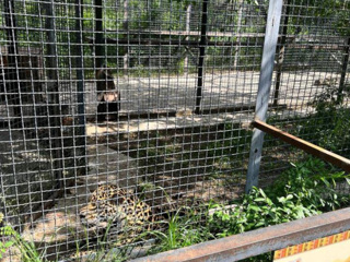 Ягуар напал на работника зоопарка "Тайган" в Крыму
