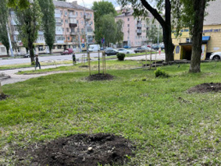 В Воронеже неизвестные спилили деревья, высаженные к 100-летию пионерии