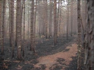 В Мурманской области возрастет риск возникновения лесных пожаров