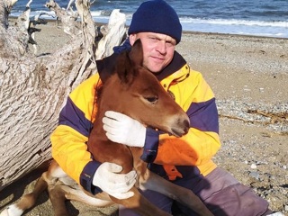Приморские спасатели нашли на побережье истощенного жеребенка