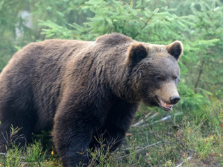 В Кировской области медведь пришел на территорию парка
