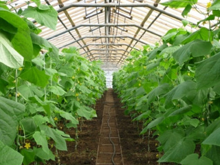 Урожай тепличных овощей в РФ в 2022 году достиг рекордных 1,5 млн тонн