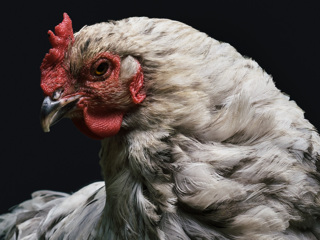 История одомашнивания куриц оказалась куда интереснее, чем считалось