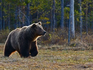 На Сахалине медведица с медвежатами прогулялись по кладбищу