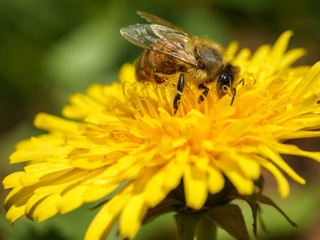 Саратовские фермеры жалуются на массовую гибель пчел