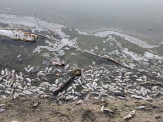 В воронежском пруду произошла массовая гибель рыбы